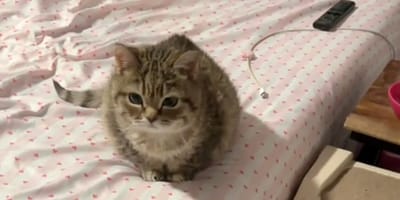 Eine Katze mit Zwergwuchs