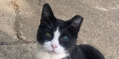 Un chat au regard voilé