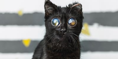 Eine Katze mit riesigen Augen
