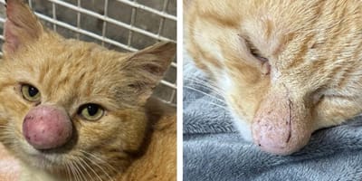 Un chat avec un nez énorme Cryptococcose
