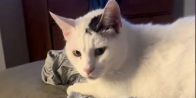 Un chat blanc allongé
