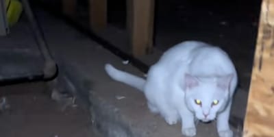 Un chat blanc dans une cave