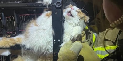 Un chat blanc et roux