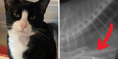 Un chat blessé par balles