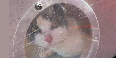 Un chat caché dans un bateau