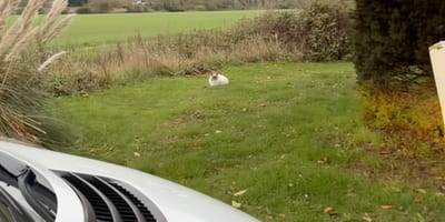 A cat sitting in the grass