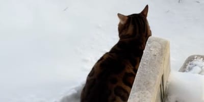 A cat in the snow
