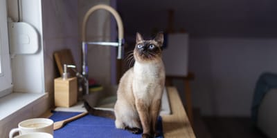 een kat in een keuken