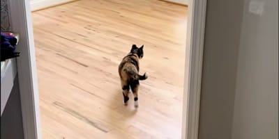 Un chat dans une maison vide