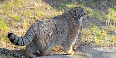 Un chat de Pallas dans la montagne