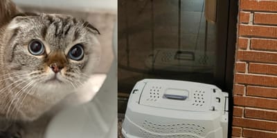 A Scottish Fold cat abandoned outside a rescue centre