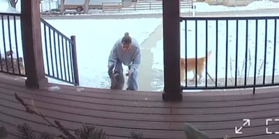 Eine Katze kehrt nach Hause zurück, gefilmt von einer Überwachungskamera