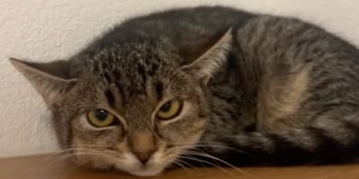 Un chat de sauvetage triste