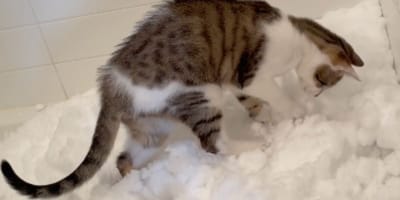 Un chat découvre la neige
