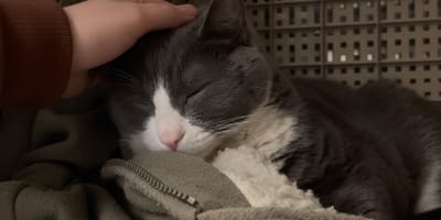 Een kat in een kooi in het asiel terwijl zijn baasje in het ziekenhuis ligt