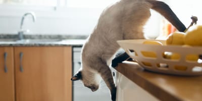 Un chat descend d'un meuble de cuisine