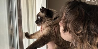 Een kat voor het raam