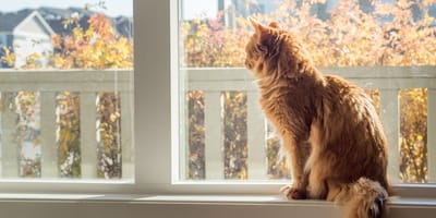 A cat in front of a window