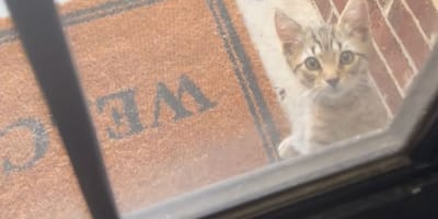 Un chat devant une maison