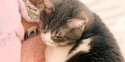 Un chat en hiver