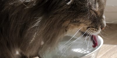 Un chat en train de boire