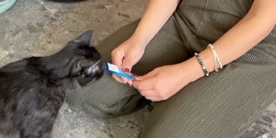 Un chat en train de manger FELIX® Deli Moments