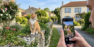 un chat en train de se faire photographier