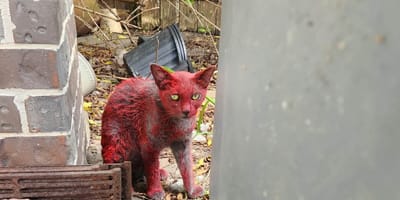 Een kat die helemaal rood is
