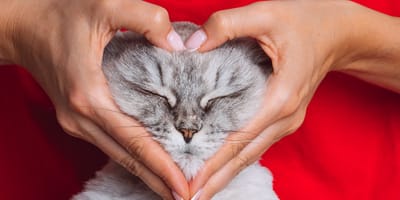 Un gatto circondato da affetto