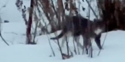 Un gato abandonado en la nieve
