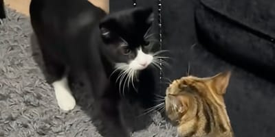 Un chat et un chaton