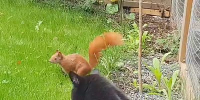 un chat et un écureuil