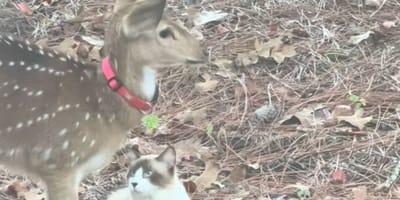 Un chat et un faon