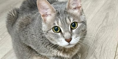 Un chat gris