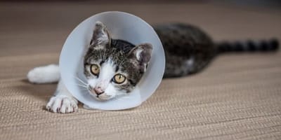 gatto con collare elisabettiamo