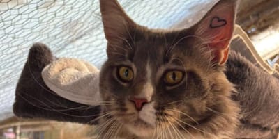 Un chat Maine Coon