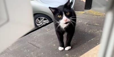 Un chat noir