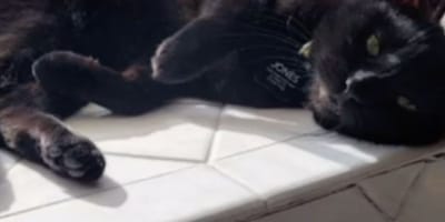 A black cat