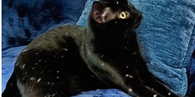 Un gatto nero con il vitiligine