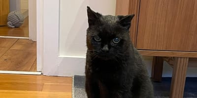 un chat noir aveugle