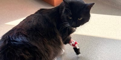 Un chat noir chez le vétérinaire