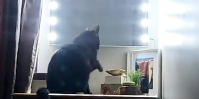 Un chat noir devant un miroir