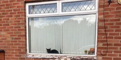 Un chat noir devant une fenêtre