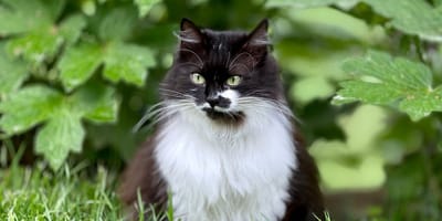 Un chat noir et blanc