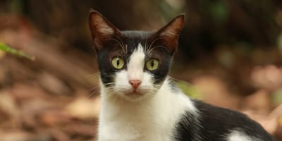Een zwart-witte kat