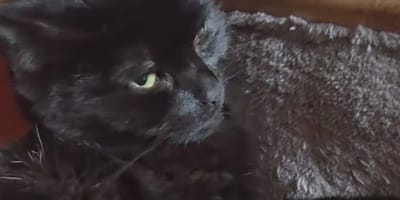 Un chat noir présumé mort