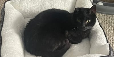 Un gato negro en su cesta