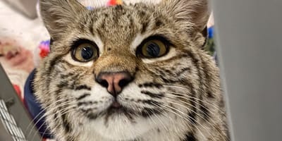 Un chat qui cache un secret