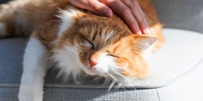 Een slapende kat