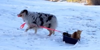A cat sledging in a litter tray with the help of a dog